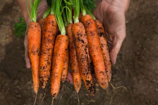 Winter garden ideas - carrots
