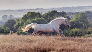 white horse galloping through a field