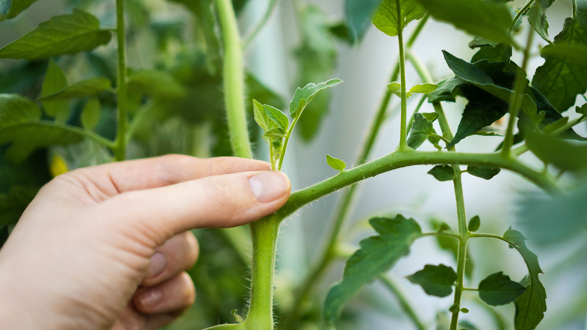 Pinching out tomato plant