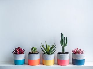 Mini potted succulents and cacti