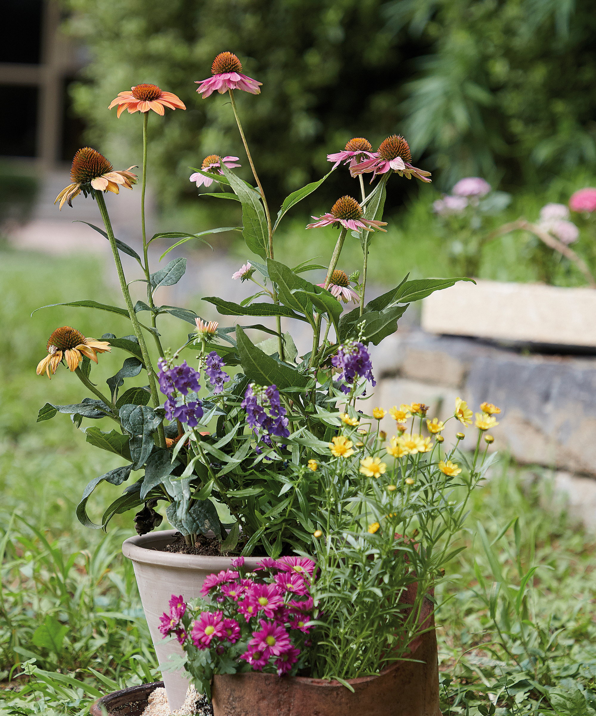 Orange and pink coneflowers blooming in a pot