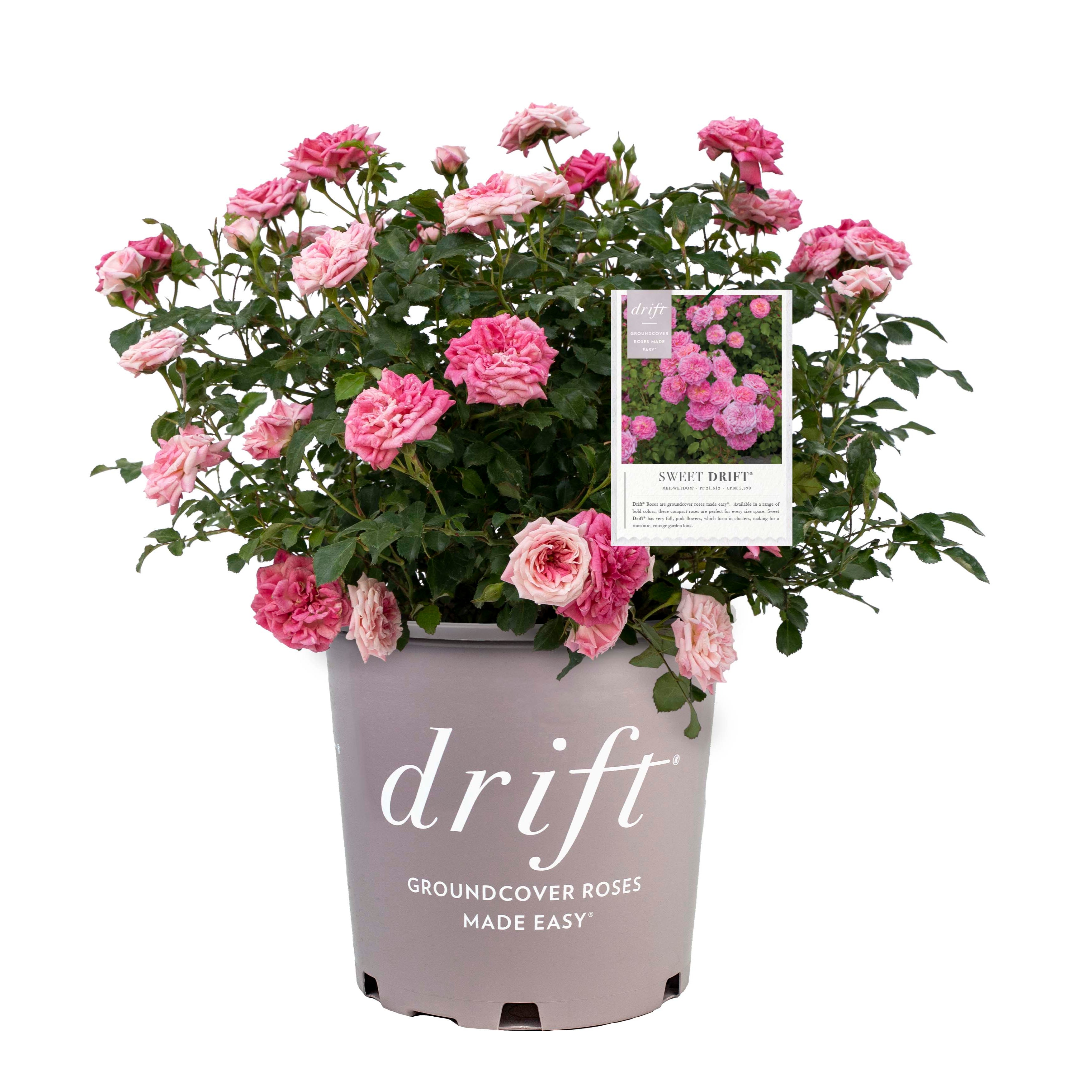Sweet Drift&amp;reg; Rose