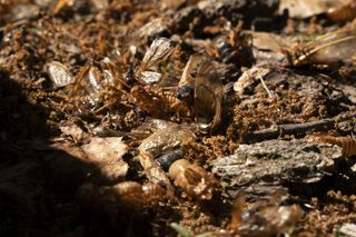 cicadas emerging on the ground surrounded by dead leaves