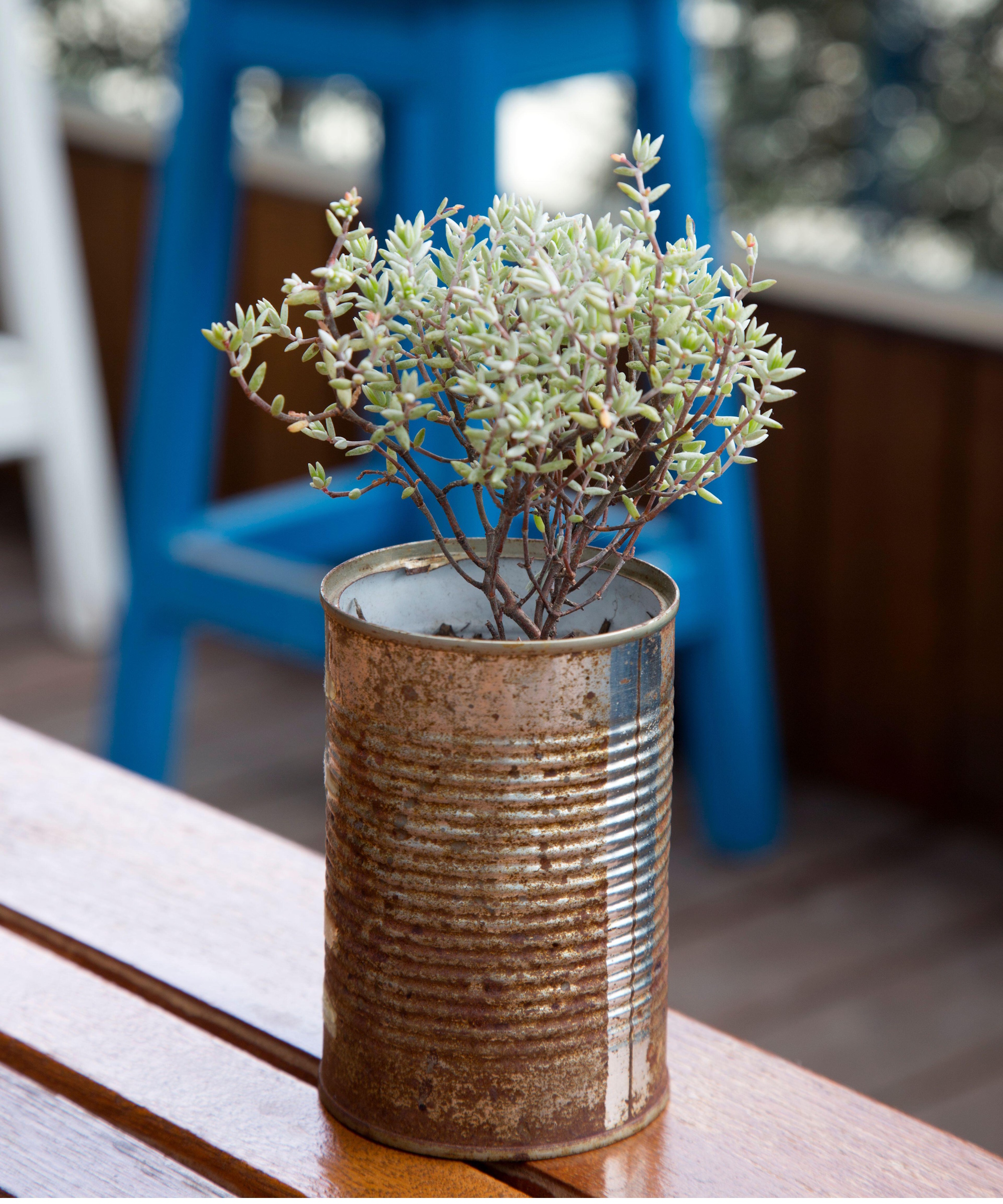 Tin can planters