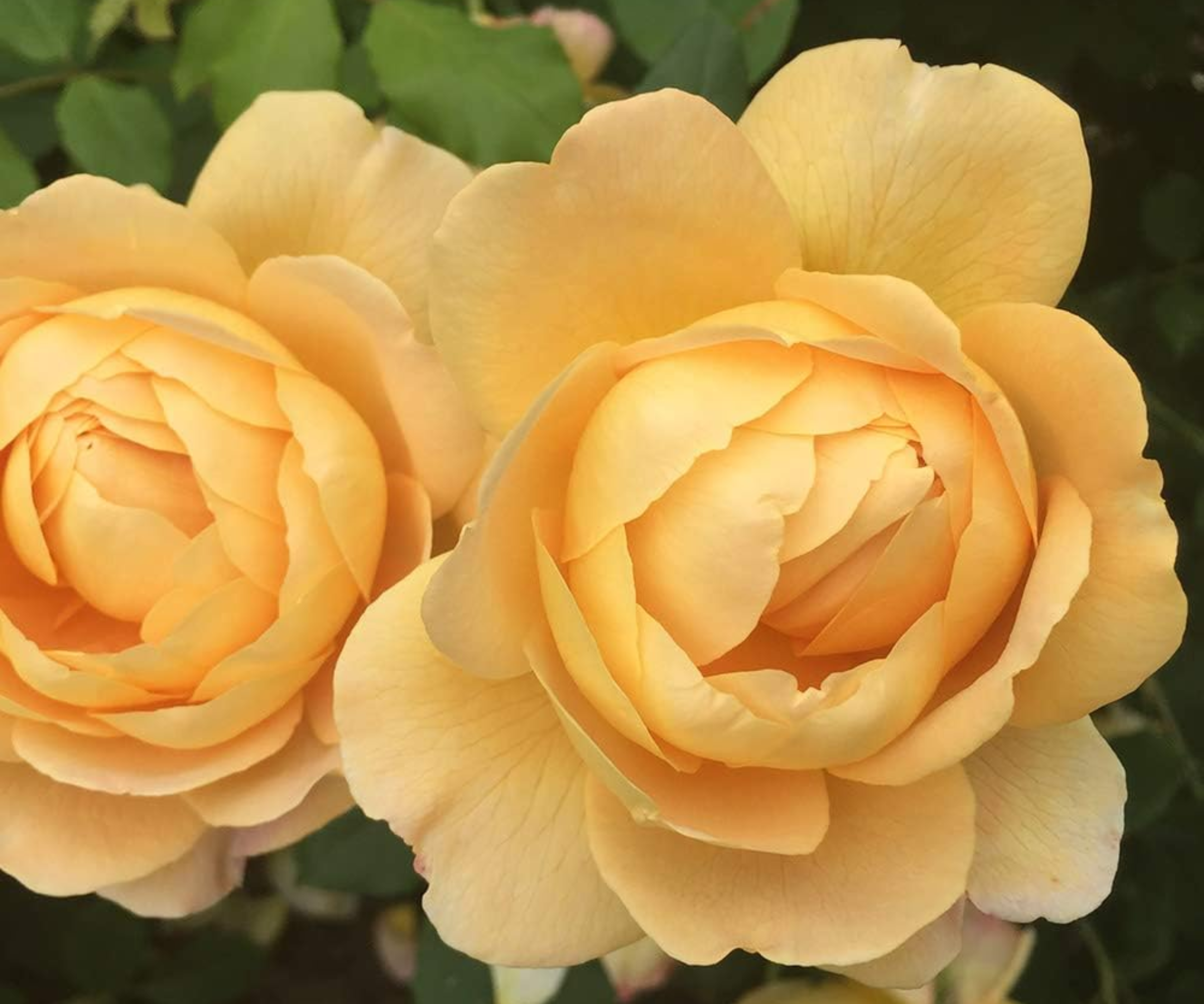 Golden Celebration&amp;reg; Yellow Rose Bush