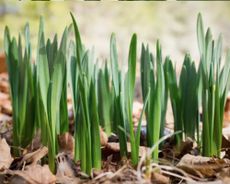 daffodil stems growing in the ground that aren't flowering