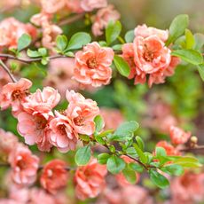 Japanese quince shrubs with peach flowers