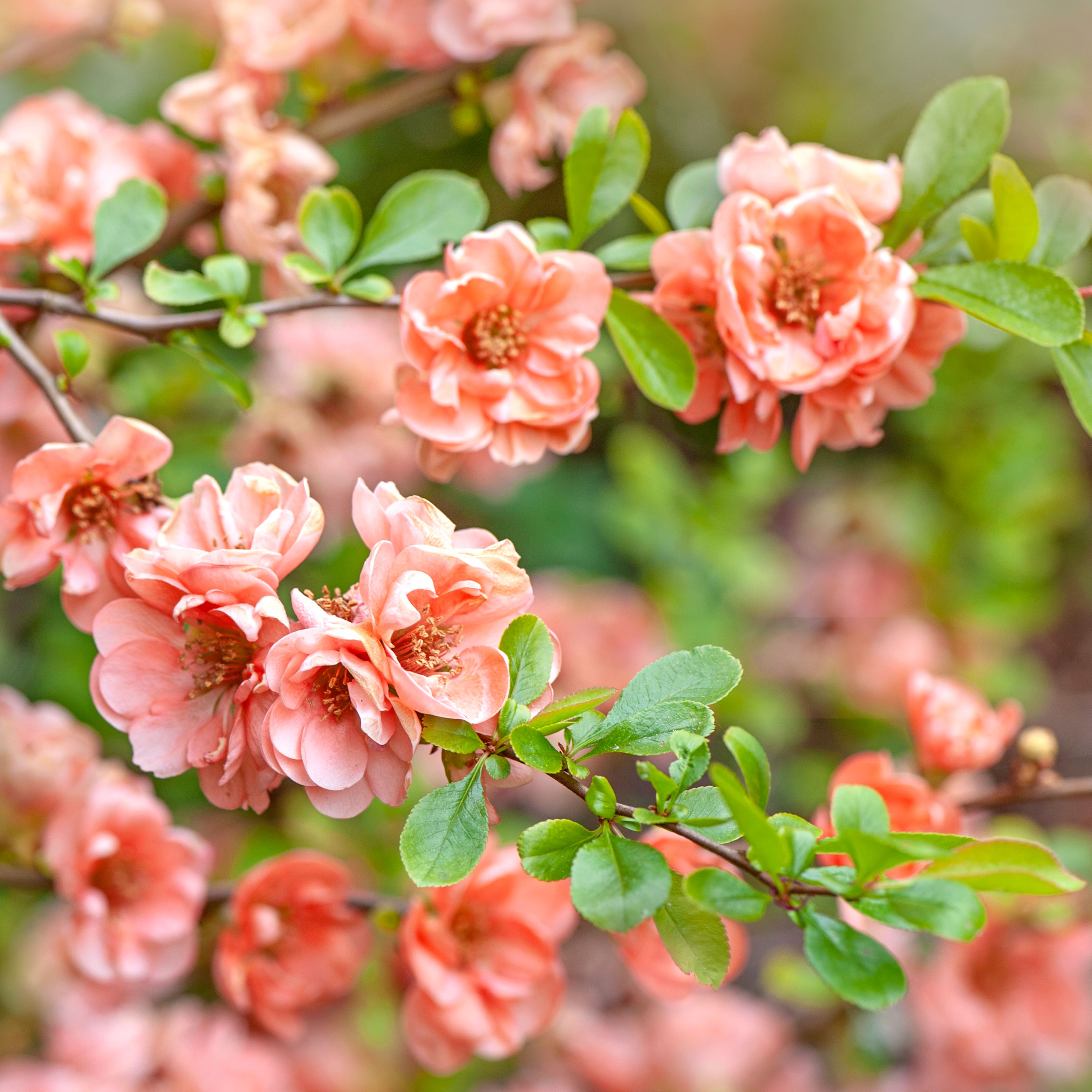 Japanese quince shrubs with peach flowers