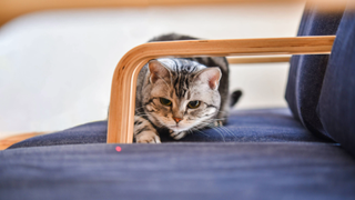 Cat stalking a laser light on a chair