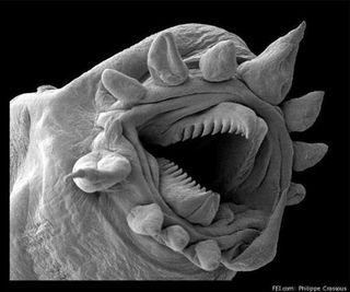 Here, a hydrothermal worm, imaged with an electron microscope.
