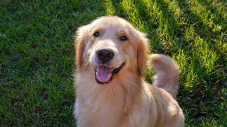 golden retriever sat on a lawn