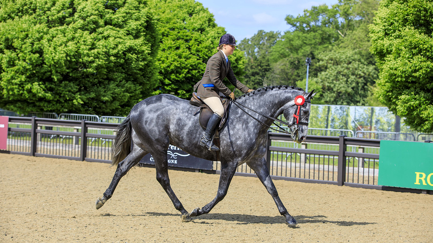 royal windsor novice hunter
