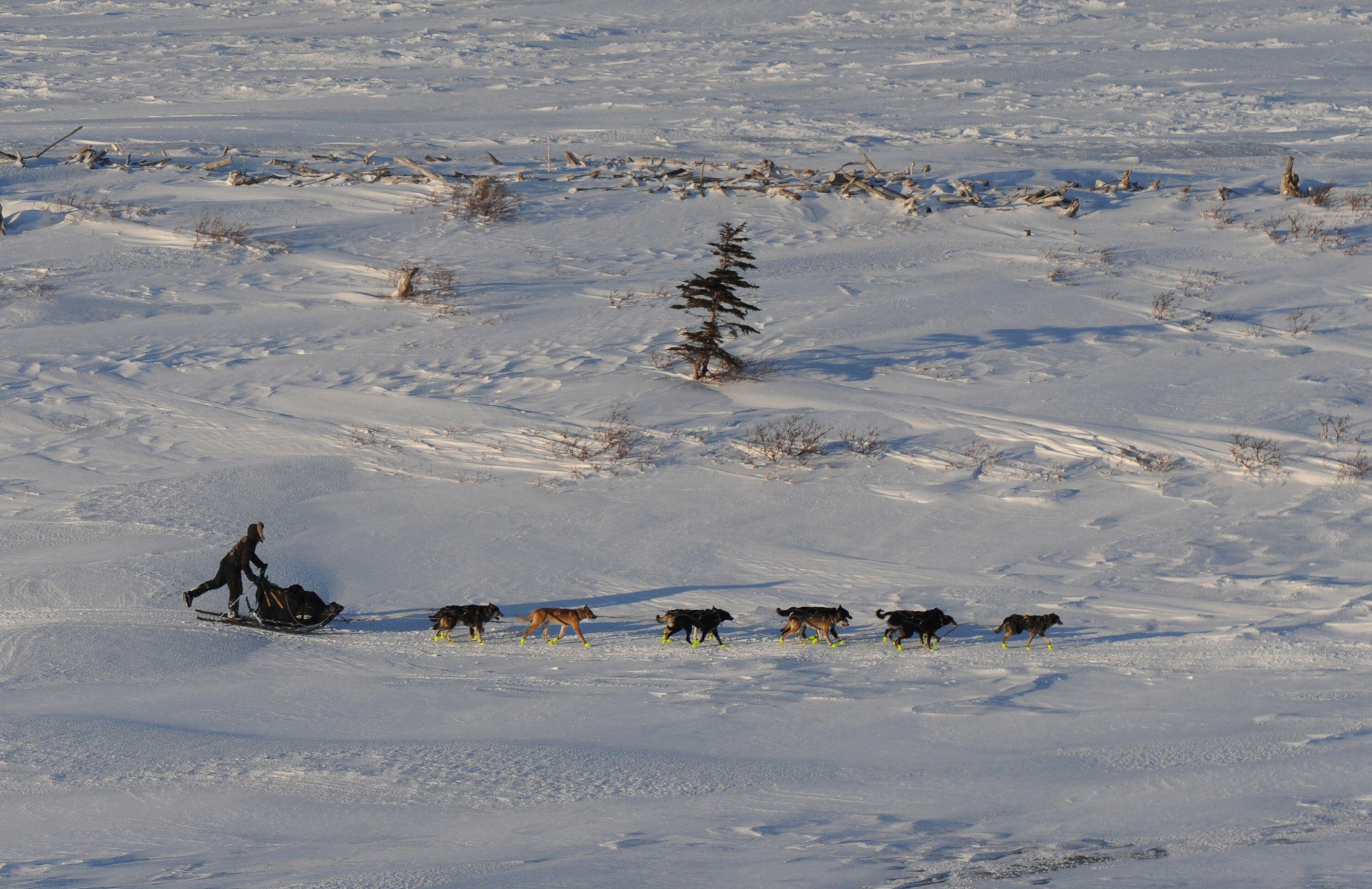 A musher steers a sled pulled by eight dogs across a vast, snow-covered landscape on the trail to Koyuk, Alaska, during the Iditarod Trail Sled Dog Race.
