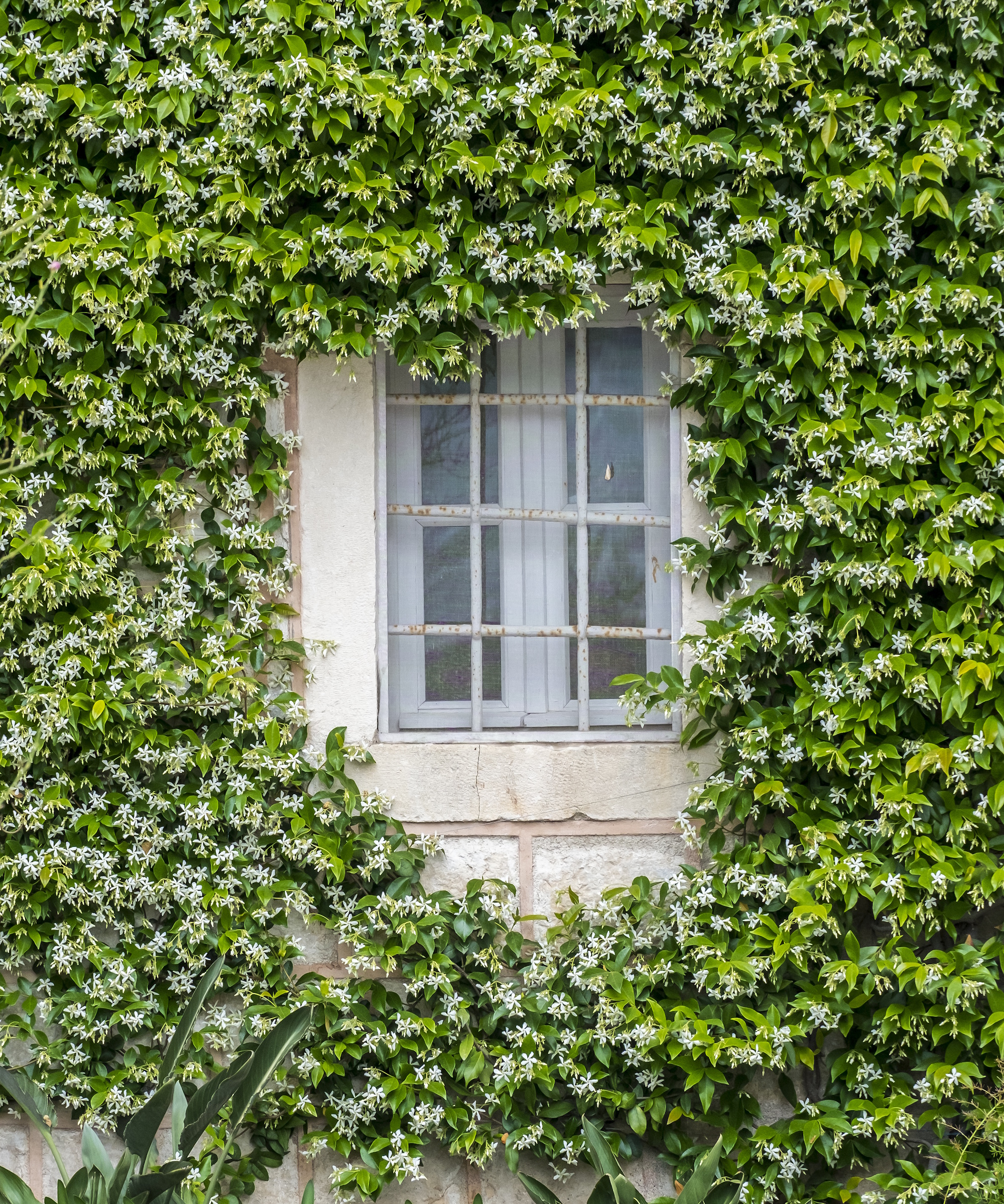 Star jasmine growing on side of house around a window