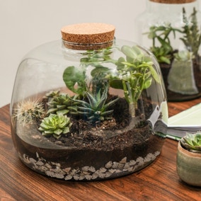 Bowl Shape Large Terrarium Diy Kit