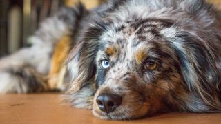 Australian shepherd dog with heterochromic eyes