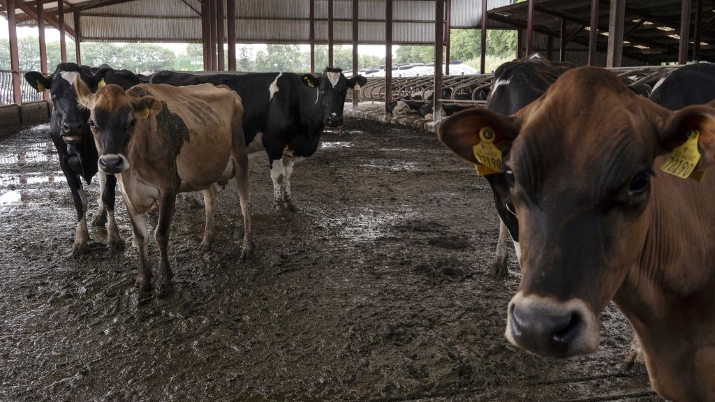 Dairy cows in a cattle shed.
