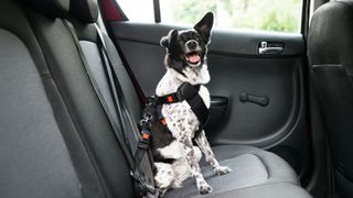 black and white dog wearing a dog seat belt