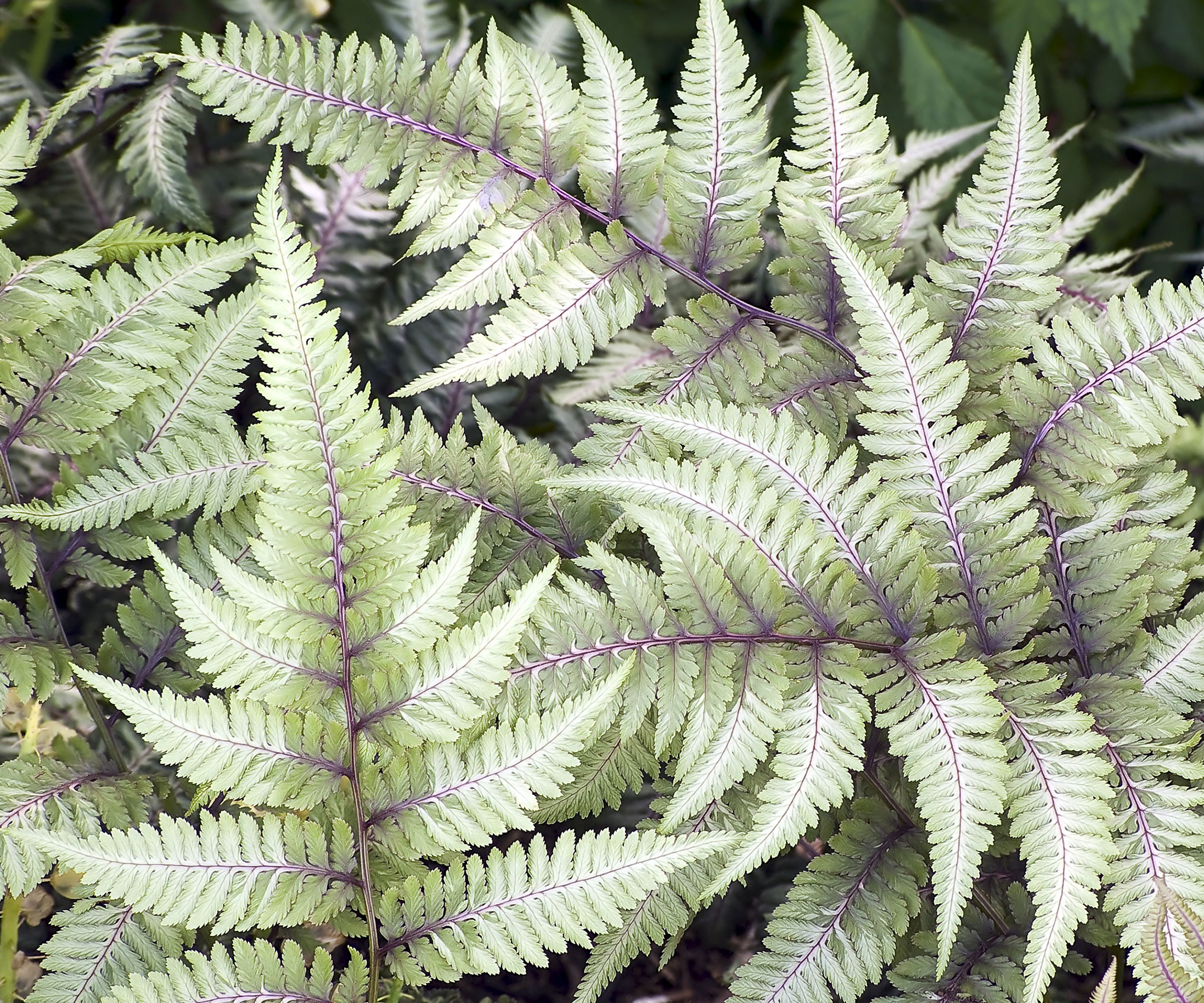 Japanese painted fern with silver fronds