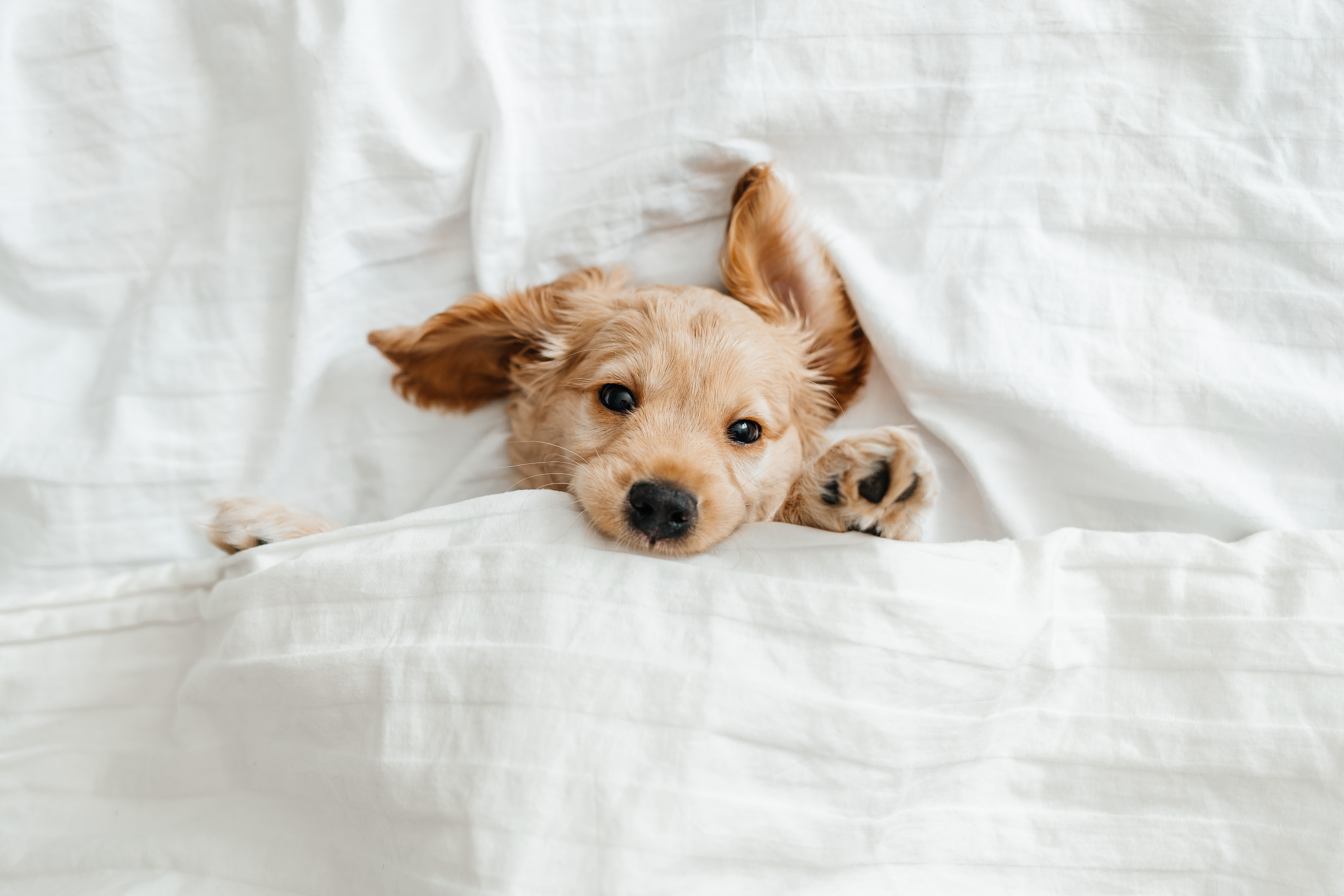 funny little puppy on a white blanket, Funny moments of a dog,