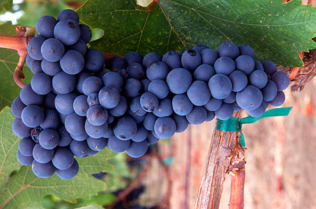 Zinfandel-Homepage.jpg