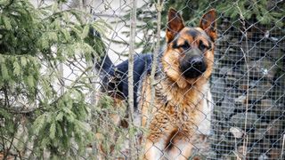 German Shepherd dog behind wire fence