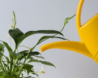peace lily plant with yellow watering can