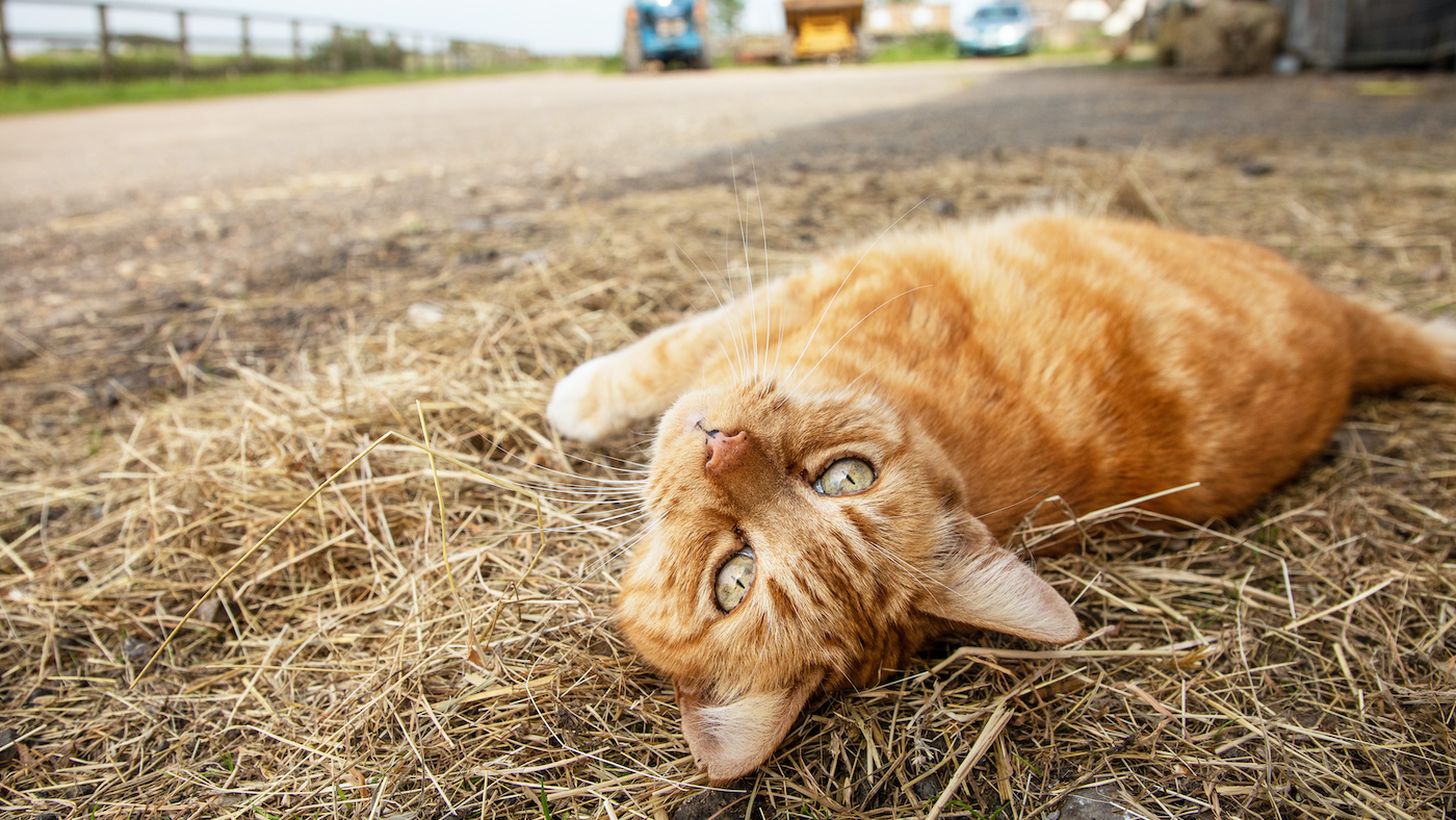 rescue cats