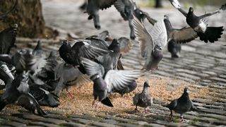 Group of pigeons in the park