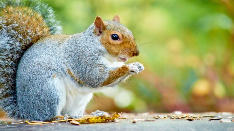 Rogue squirrels or humans – limiting the damage is what’s important ...