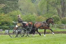 Emily Ham and Crossfield Glory standing private driving champions at a show