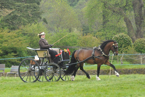 Emily Ham and Crossfield Glory standing private driving champions at a show