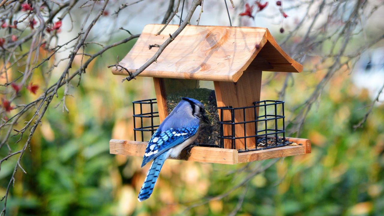 A blue jay eating from a bird feeder