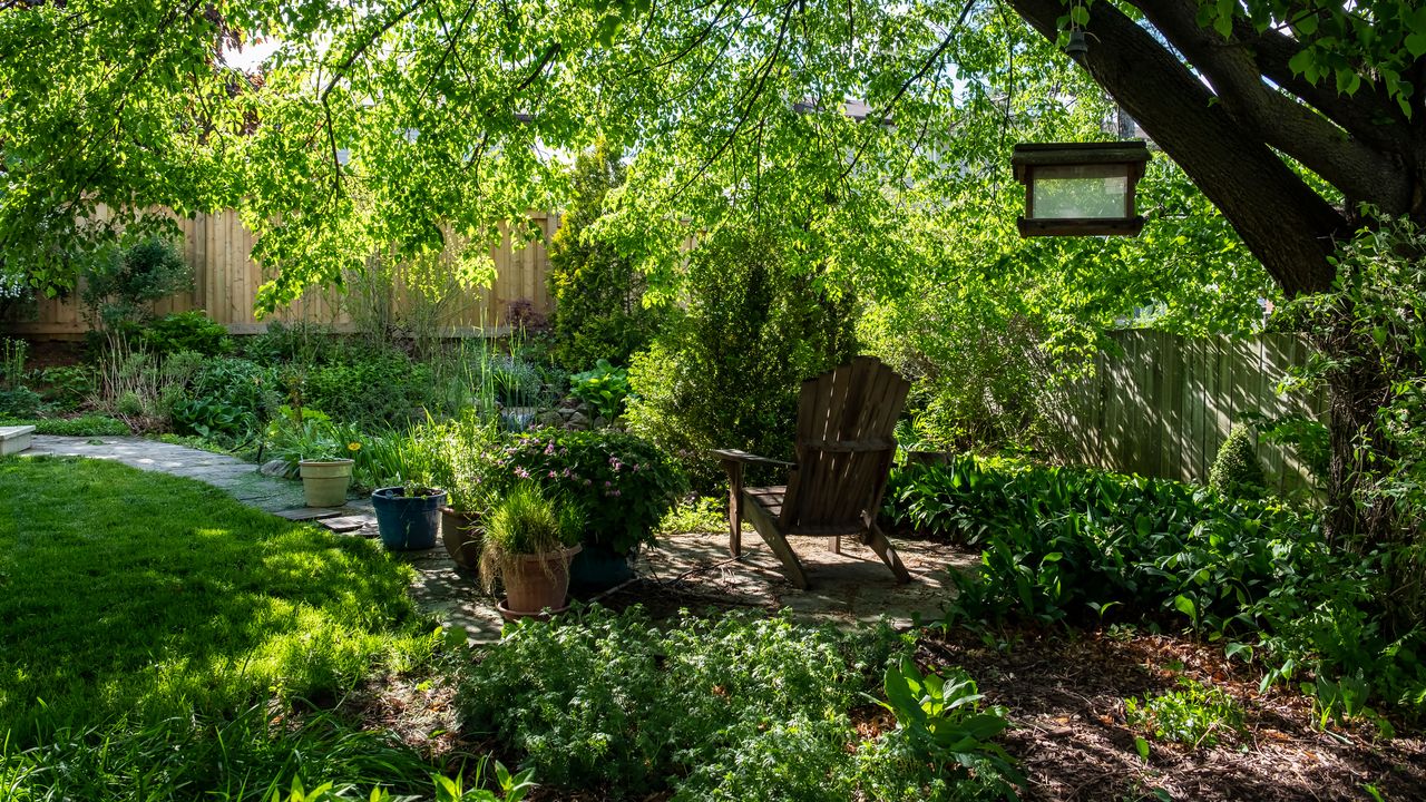 shade plants in a shady garden area