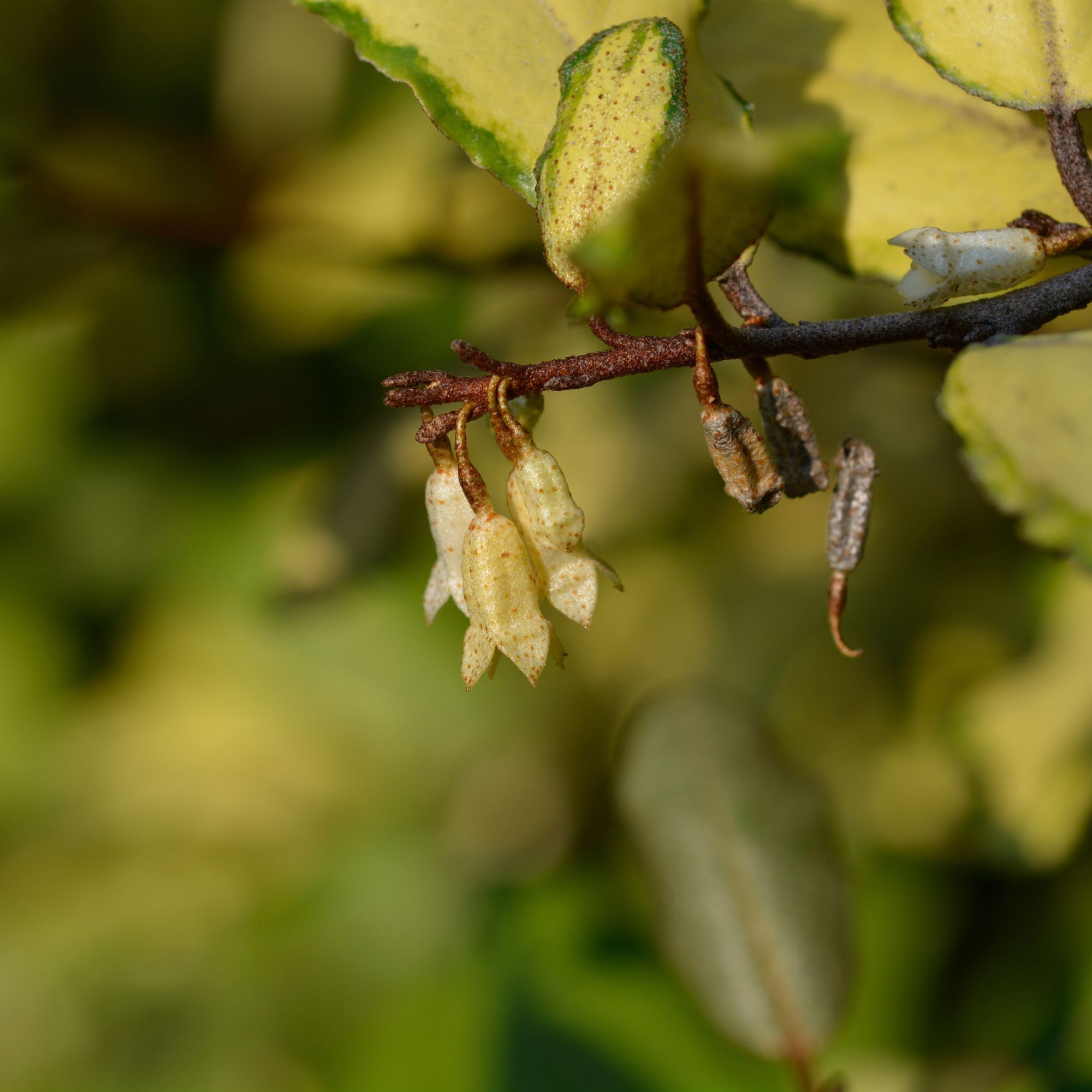 Flowering variegated Elaeagnus shrub