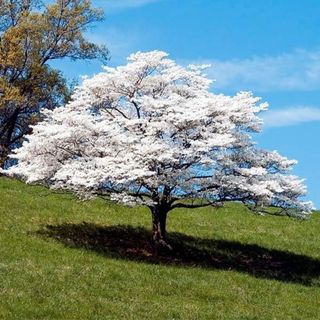 Brighter Blooms - White Dogwood, 4-5 ft