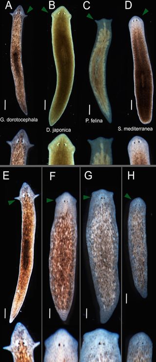 flatworm heads