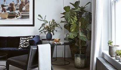 Monstera plant in a living room 