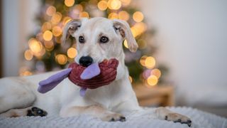 Dog chewing on toy with Christmas tree in behind