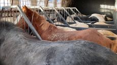 SmuggledPMCreditWorld-Horse-Welfare.jpg