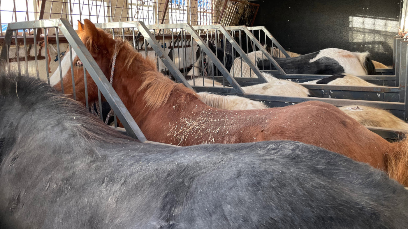 SmuggledPMCreditWorld-Horse-Welfare.jpg