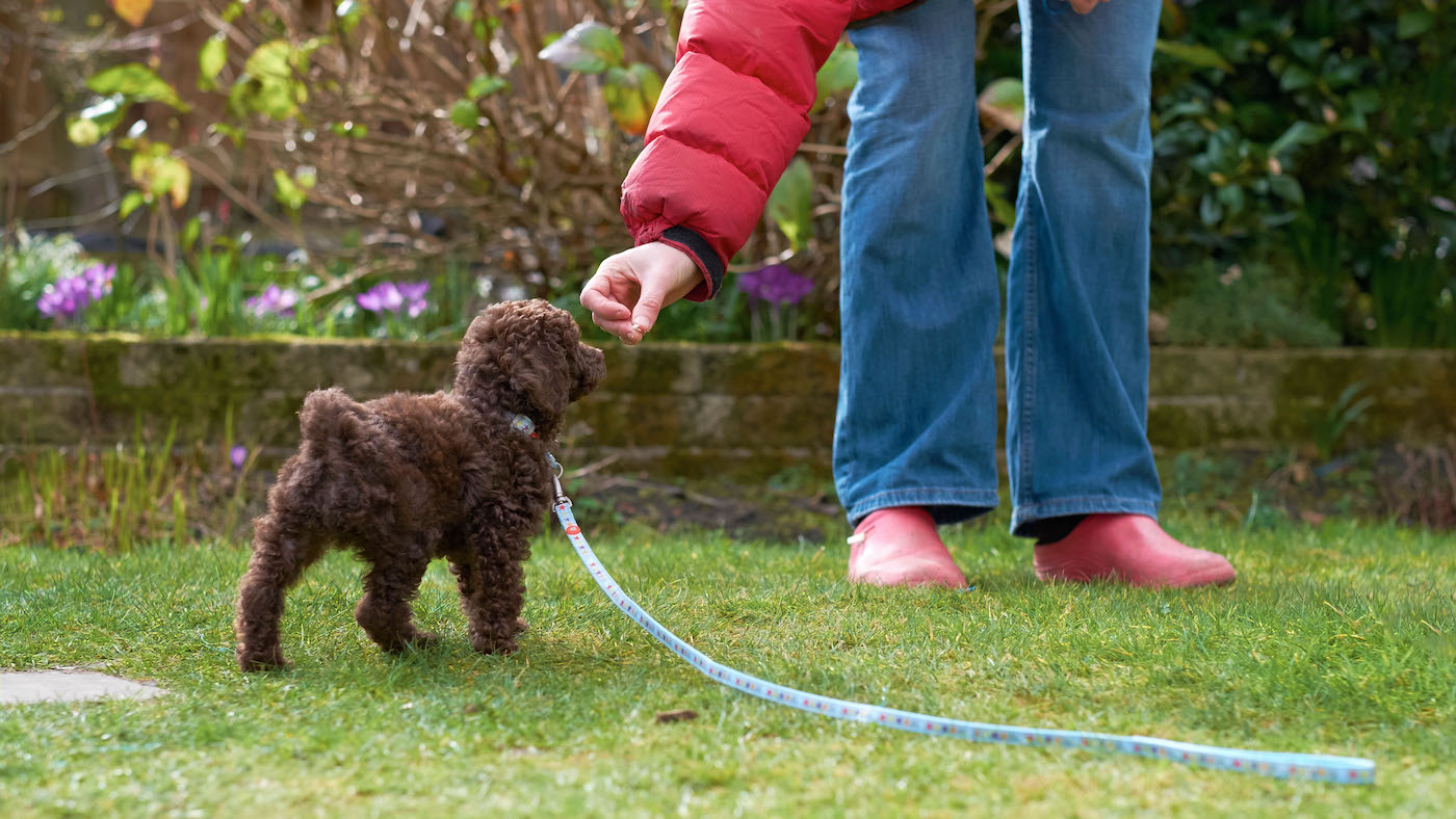 Lead training for mini poodle puppy