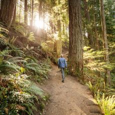 Woman hiking in pacific northwest forest of redwood trees