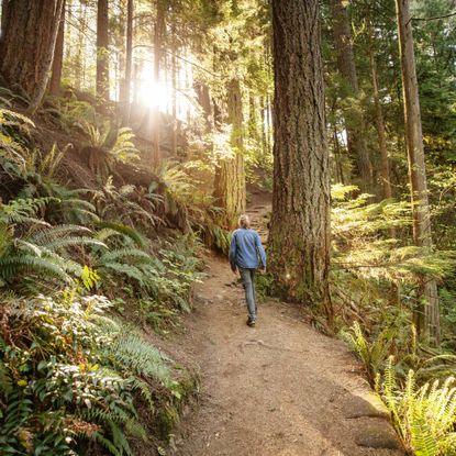 Woman hiking in pacific northwest forest of redwood trees