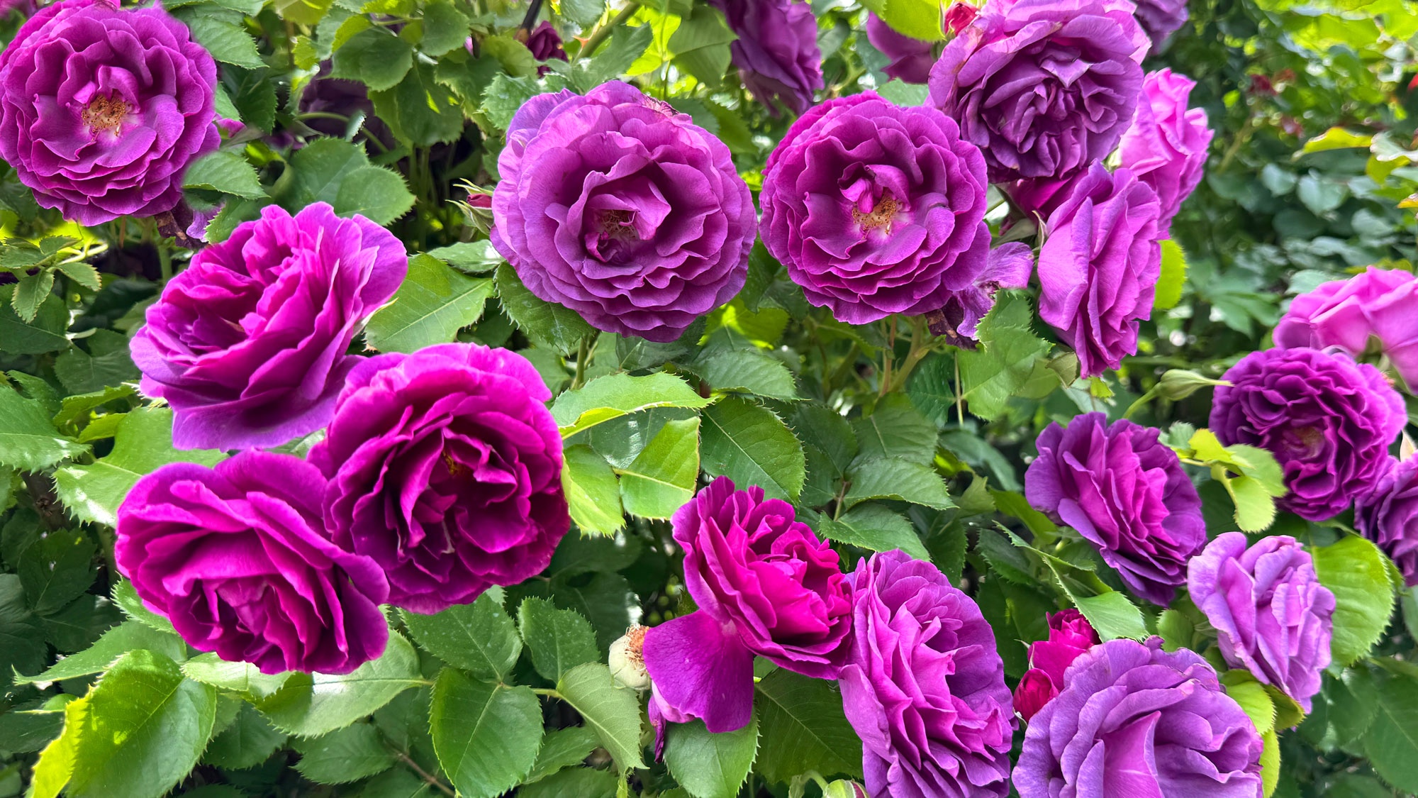 rose bush with deep purple roses in garden
