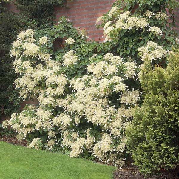 Brighter Blooms - Climbing Hydrangea, 1 Quart - No Shipping to Ak, Az, Hi