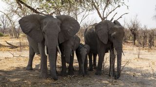 Four elephants, two larger and two smaller, stand in the shade amidst an arid landscape.