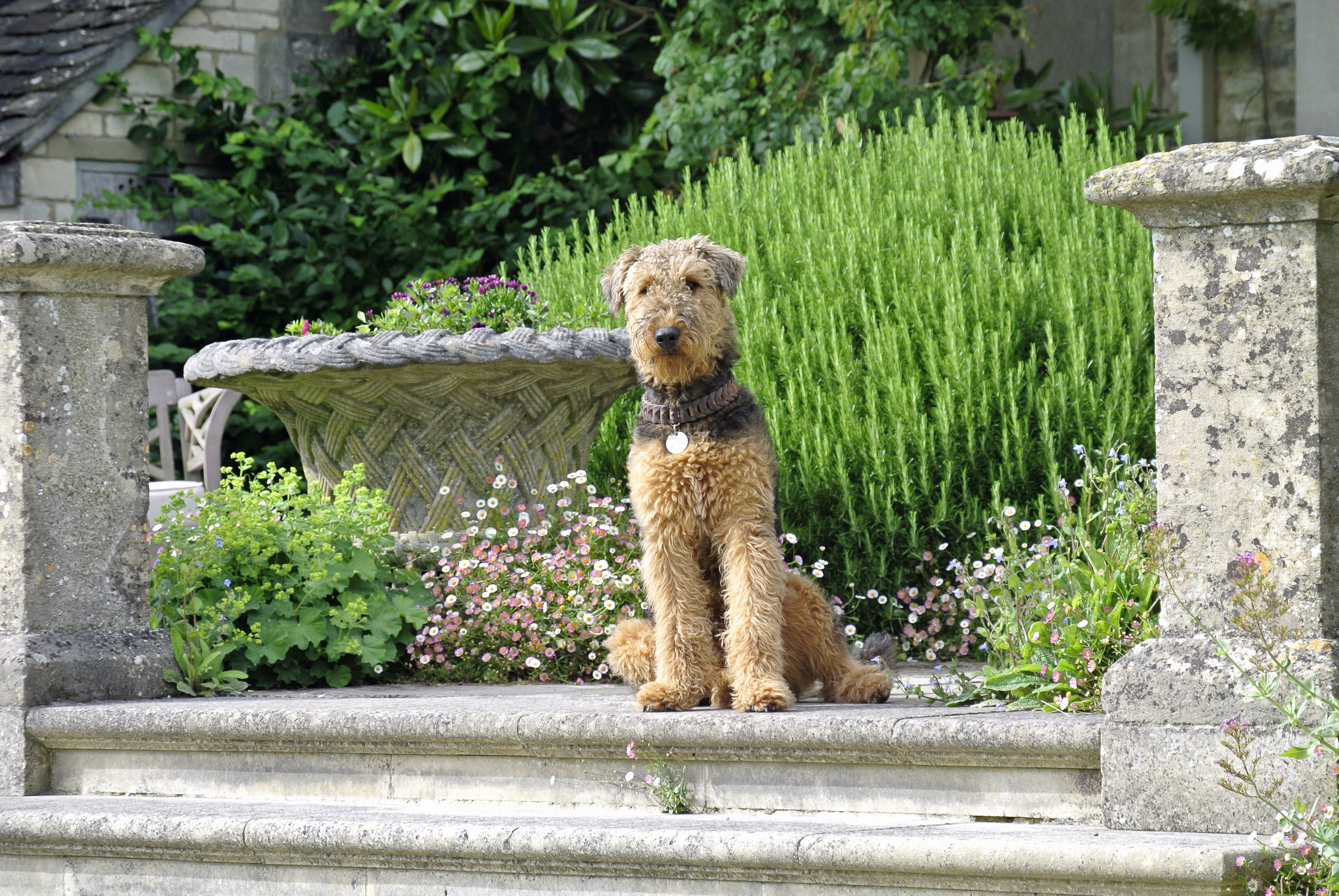 An Airedale terrier sits proudly on a stone terrace surrounded by summer flowers and clipped greenery in an English country garden.