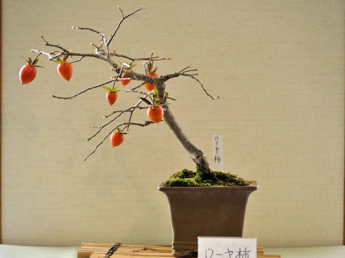 Tips For Training A Bonsai Persimmon Tree | Gardening Know How