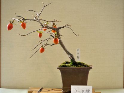 A bonsai tree with no leaves but several orange colored fruits sits on a table